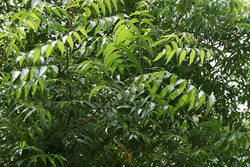Neem Leaf Capsules
