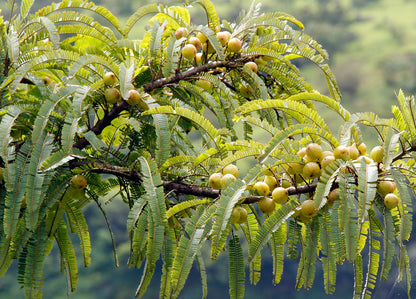 Amla Dual Extracted Powder