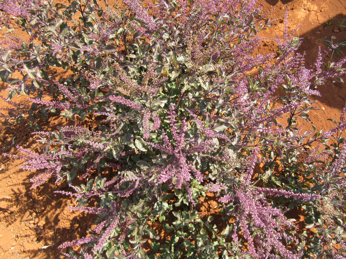 Holy Basil Dual Extracted Powder